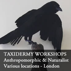 Taxidermy Classes in Central London